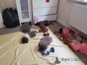 Foto №3. Kaukasische Schäferhundwelpen. Dänemark