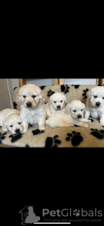 Foto №3. Chiots Golden Retriever Enregistrés au KC! Testen Sie ADN des Deux -Eltern. Prêt. Deutschland