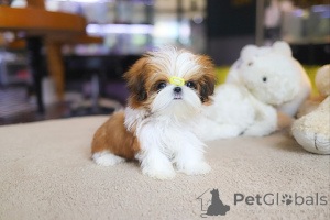 Foto №3. Dean Janet Kay Welpen Haus. USA