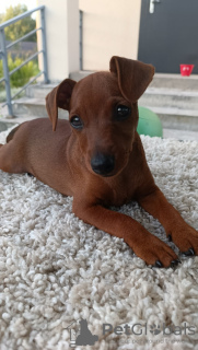 Foto №4. Ich werde verkaufen zwergpinscher in der Stadt Minsk. quotient 	ankündigung - preis - verhandelt