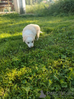 Foto №2 zu Ankündigung № 70092 zu verkaufen border collie - einkaufen Polen quotient 	ankündigung