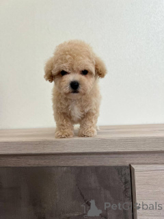 Foto №1. mischlingshund - zum Verkauf in der Stadt Borisov | verhandelt | Ankündigung № 166826