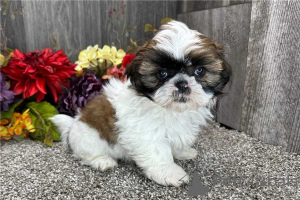 Foto №1. shih tzu - zum Verkauf in der Stadt Garmisch-Partenkirchen | verhandelt | Ankündigung № 123666