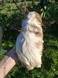 Foto №4. Ich werde verkaufen amerikanischer cocker spaniel, english cocker spaniel, english springer spaniel, welsh springer spaniel, irish water spaniel, perro de agua español, mastín español, cavalier king charles spaniel, cavalier king charles spaniel, clumber spaniel, russian spaniel, tibet-spaniel in der Stadt Tallinn. quotient 	ankündigung, vom kindergarten, züchter - preis - 1100€