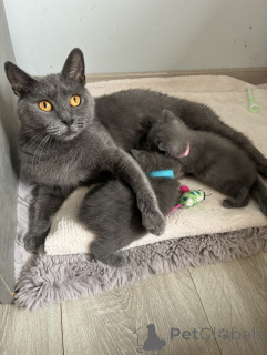Foto №1. chartreux - zum Verkauf in der Stadt Brüssel | Frei | Ankündigung № 174028