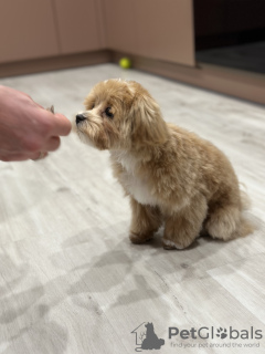 Foto №4. Ich werde verkaufen maltipu in der Stadt Calgary. quotient 	ankündigung - preis - verhandelt