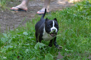 Foto №2 zu Ankündigung № 147529 zu verkaufen american bully - einkaufen Russische Föderation vom kindergarten