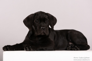 Foto №3. Cane Corso. Welpen. Russische Föderation