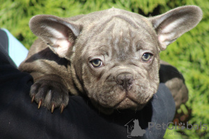 Zusätzliche Fotos: Exotische französische Bulldoggenwelpen