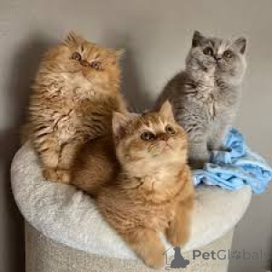 Foto №1. britisch langhaar - zum Verkauf in der Stadt Helsinki | 580€ | Ankündigung № 164072