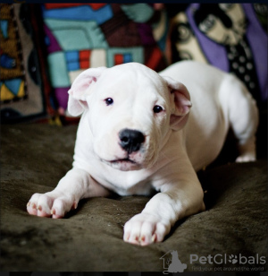 Foto №4. Ich werde verkaufen dogo argentino in der Stadt Москва. quotient 	ankündigung - preis - verhandelt