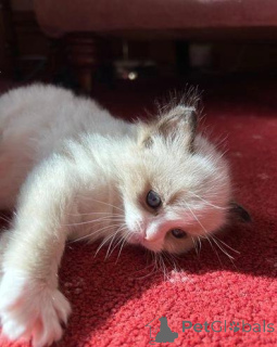 Foto №1. ragdoll-katze - zum Verkauf in der Stadt Londoner Bezirk von Camden | verhandelt | Ankündigung № 176226