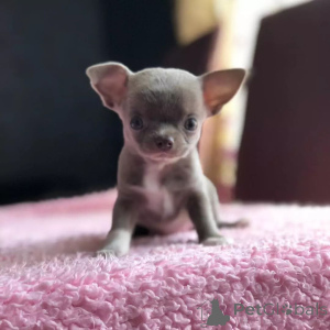 Foto №1. chihuahua - zum Verkauf in der Stadt Washington | 969€ | Ankündigung № 168176