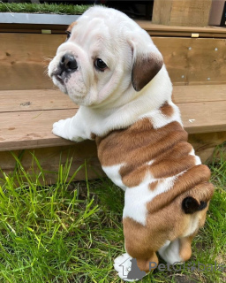Foto №2 zu Ankündigung № 168420 zu verkaufen englische bulldogge - einkaufen Irland 