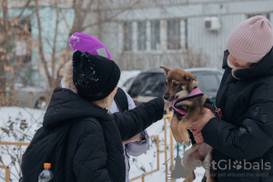 Foto №4. Ich werde verkaufen mischlingshund in der Stadt Москва. quotient 	ankündigung - preis - Frei