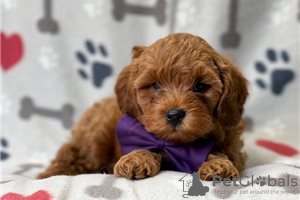 Foto №3. Wunderschöne Cavapoo-Welpen zur kostenlosen Adoption. Deutschland