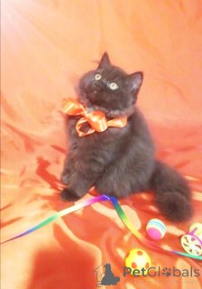 Foto №1. britisch langhaar - zum Verkauf in der Stadt Minsk | 484€ | Ankündigung № 156662