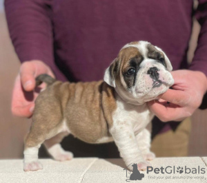 Foto №1. englische bulldogge - zum Verkauf in der Stadt Beverly Hills | 331€ | Ankündigung № 100199