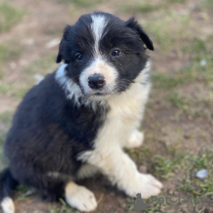 Foto №2 zu Ankündigung № 136954 zu verkaufen border collie - einkaufen Schweiz züchter