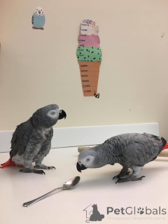 Foto №1.  - zum Verkauf in der Stadt Warschau | verhandelt | Ankündigung № 162983