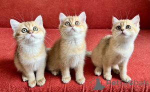 Foto №2 zu Ankündigung № 147117 zu verkaufen schottische faltohrkatze - einkaufen Slowakei züchter