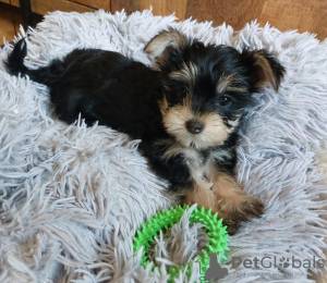 Foto №4. Ich werde verkaufen yorkshire terrier in der Stadt Naperville. züchter - preis - 473€