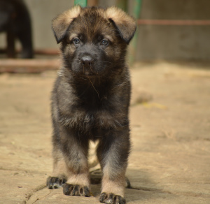 Foto №1. deutscher schäferhund - zum Verkauf in der Stadt Samara | 488€ | Ankündigung № 3044