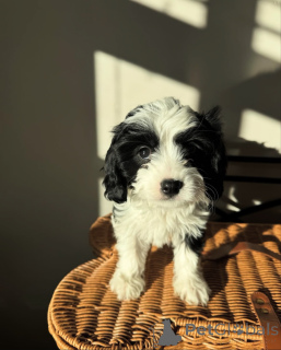 Foto №1. cavalier king charles spaniel - zum Verkauf in der Stadt Andel | verhandelt | Ankündigung № 155452