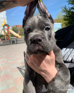 Foto №3. Italienische Cane Corso-Welpen. Russische Föderation