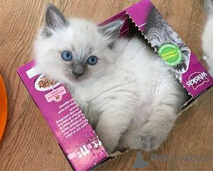 Foto №1. ragdoll-katze - zum Verkauf in der Stadt Ansubrg | 550€ | Ankündigung № 163699