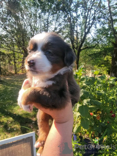 Foto №1. australian shepherd - zum Verkauf in der Stadt Iowa City | 379€ | Ankündigung № 111390