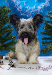 Foto №2 zu Ankündigung № 4553 zu verkaufen skye terrier - einkaufen Russische Föderation vom kindergarten