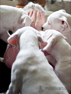 Foto №3. Dogo Argentino Welpen. Dokumente, Tests, Impfungen, Marken.. Russische Föderation