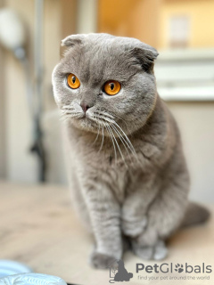 Foto №2 zu Ankündigung № 127077 zu verkaufen schottische faltohrkatze - einkaufen Deutschland 