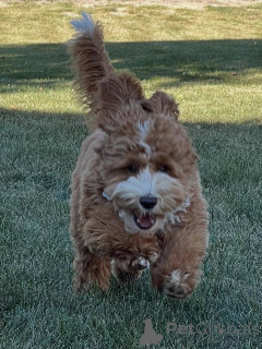 Foto №1. labradoodle - zum Verkauf in der Stadt Degerby | verhandelt | Ankündigung № 157219