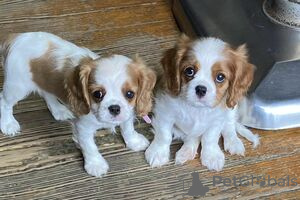 Foto №3. Cavalier King Charles Spaniel Welpen zur Adoption. Finnland