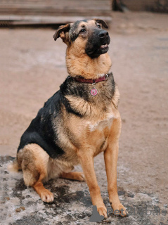 Foto №2 zu Ankündigung № 165126 zu verkaufen mischlingshund - einkaufen Russische Föderation quotient 	ankündigung