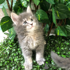 Foto №1. maine-coon-katze - zum Verkauf in der Stadt Enns | verhandelt | Ankündigung № 166215