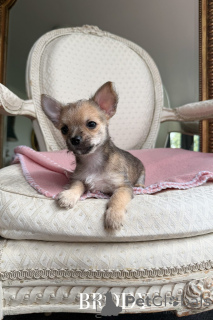 Foto №3. Süße Chihuahua x Yorkiehuahua Welpen. Australien
