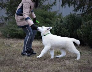 Foto №3. BSO-Welpen-Schweizer weißer Schäferhund. Ukraine