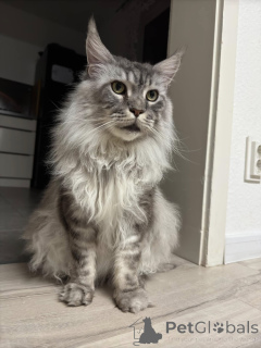 Foto №2 zu Ankündigung № 138043 zu verkaufen maine-coon-katze - einkaufen Spanien quotient 	ankündigung