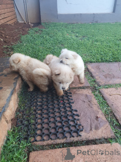 Foto №3. Tolle Chow-Chow-Welpen zum Verkauf und zur Adoption . USA
