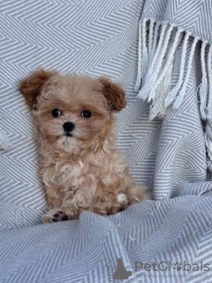 Foto №2 zu Ankündigung № 131739 zu verkaufen pudel (toy) - einkaufen Italien quotient 	ankündigung