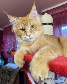 Foto №1. maine-coon-katze - zum Verkauf in der Stadt Berlin | verhandelt | Ankündigung № 135409