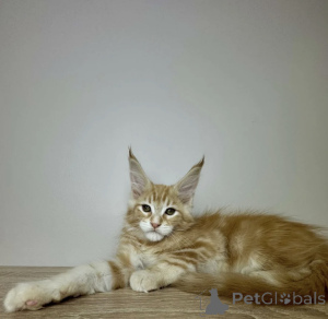 Foto №1. maine-coon-katze - zum Verkauf in der Stadt Baden-Baden | 990€ | Ankündigung № 163723