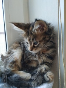 Foto №3. Maine-Kun verkauft Rassen Rassen. Russische Föderation