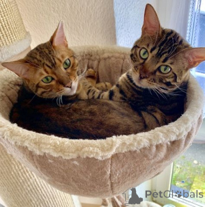 Foto №1. bengal katzenrasse - zum Verkauf in der Stadt Überlingen | Frei | Ankündigung № 135784