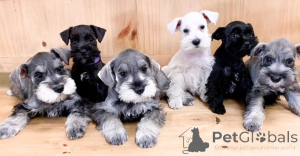 Foto №3. Entzückende Schnauzerwelpen zur Adoption. Polen