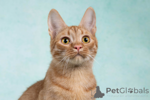 Foto №2 zu Ankündigung № 154292 zu verkaufen  - einkaufen Russische Föderation quotient 	ankündigung