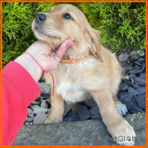 Foto №4. Ich werde verkaufen golden retriever in der Stadt New Orleans. züchter - preis - 379€